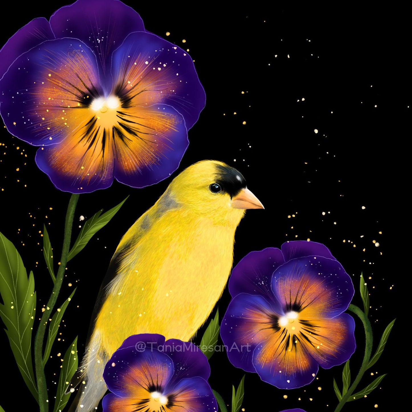 American Goldfinch Fine Art Print