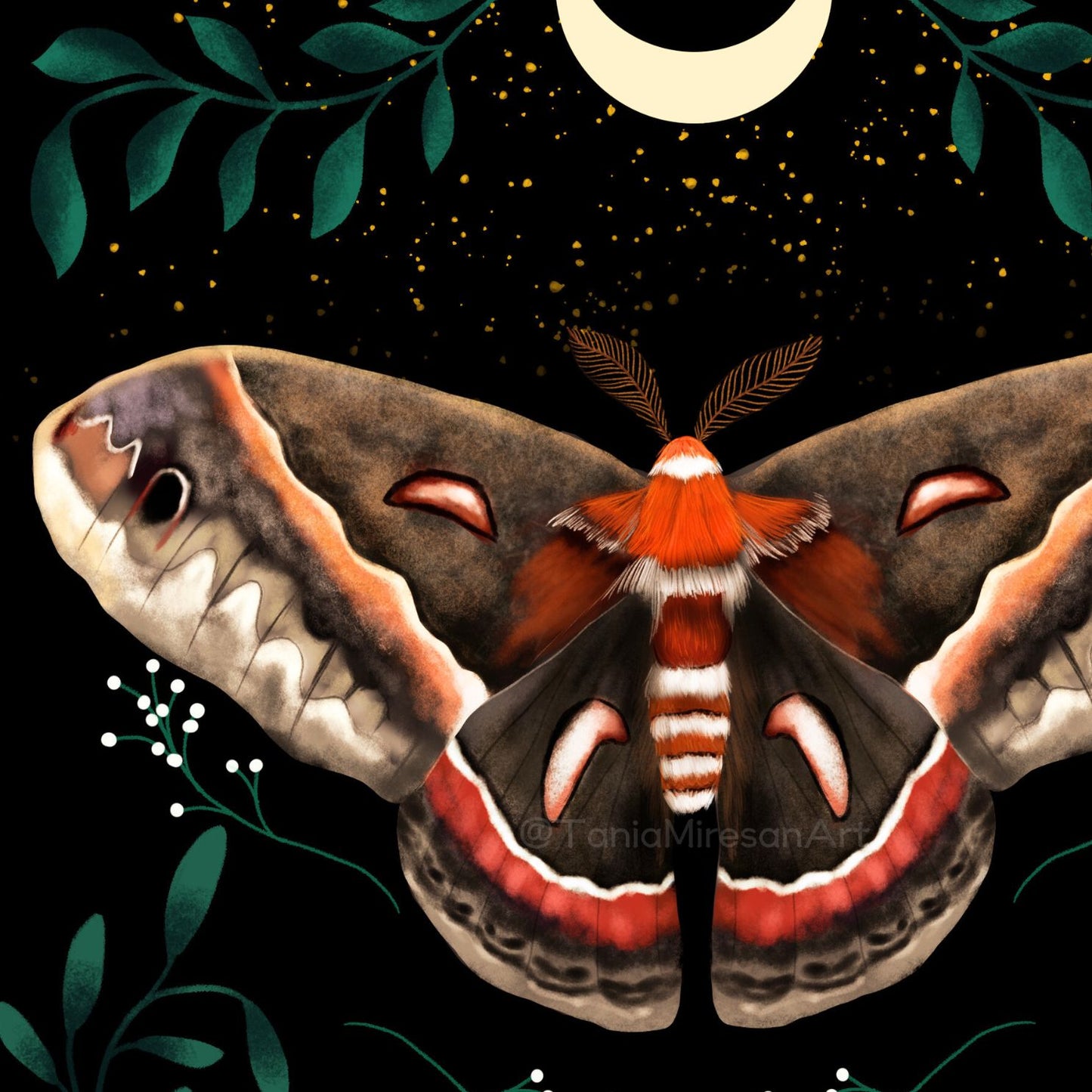 Cecropia Moth Fine Art Print