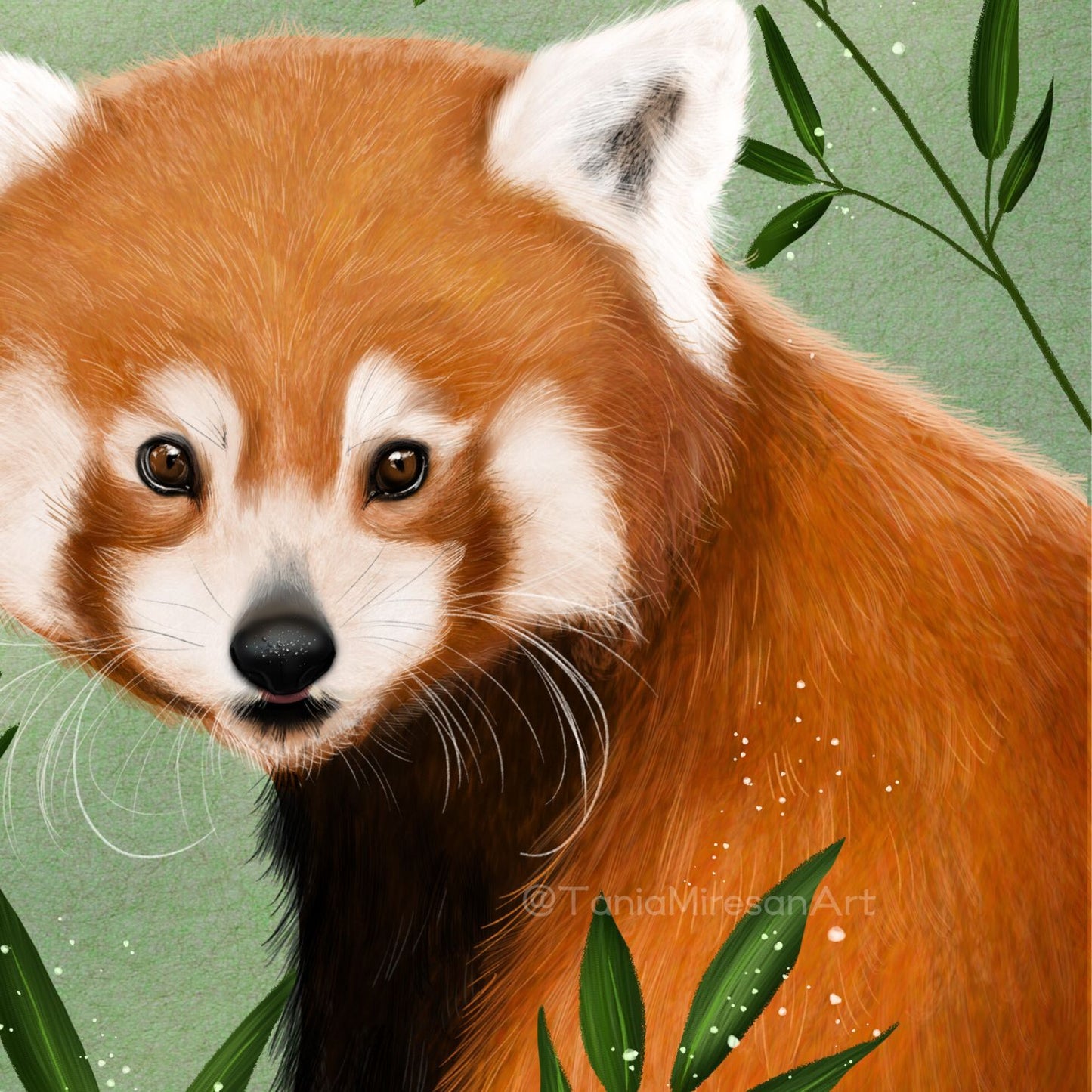 Red Panda Fine Art Print