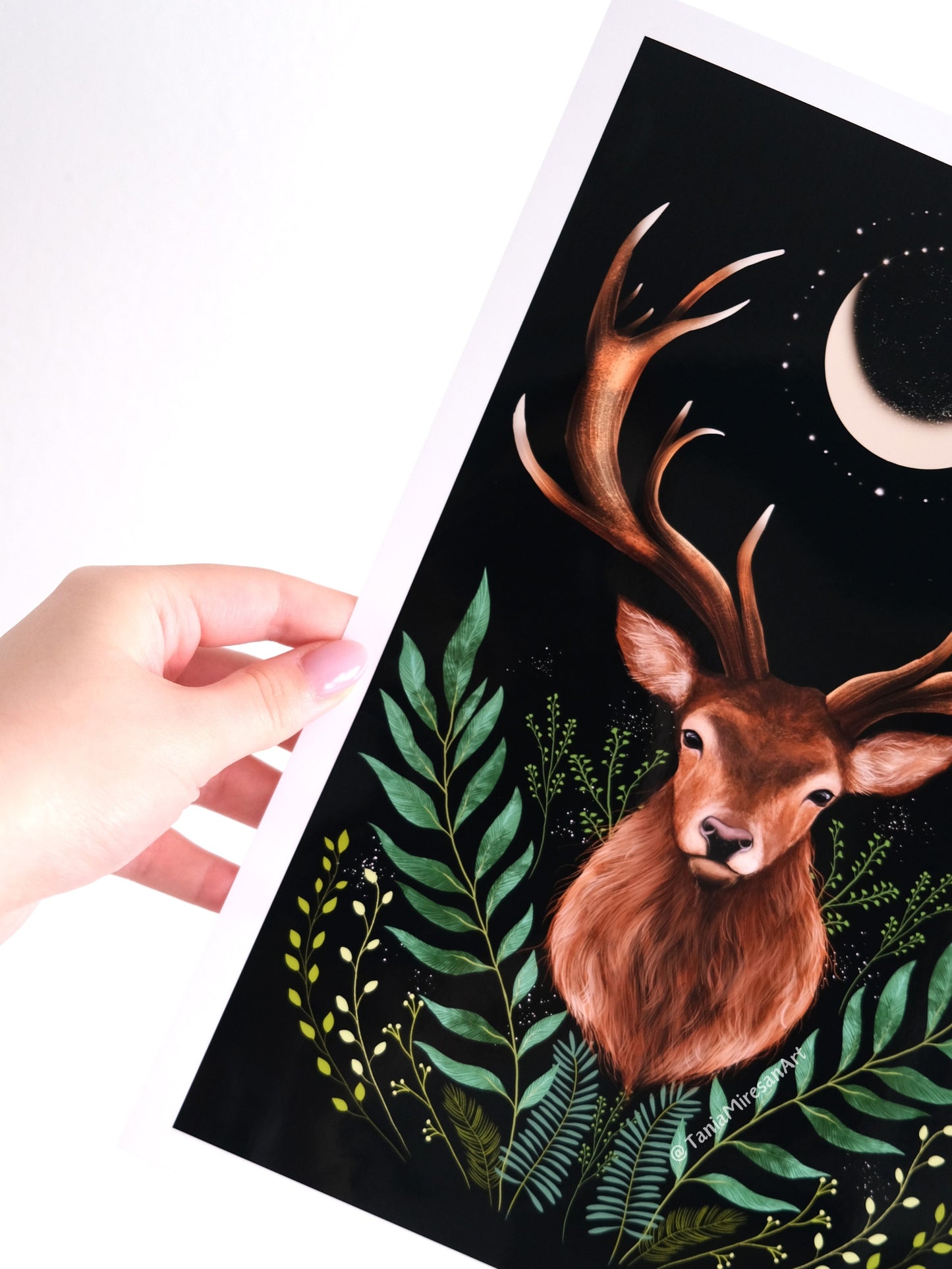 Stag Glossy Print