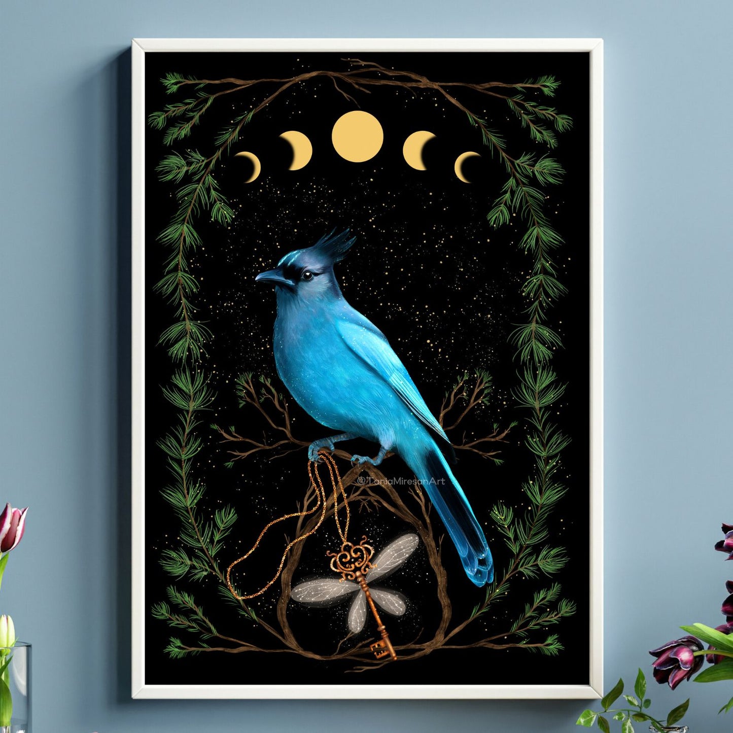 Steller Jay Fine Art Print