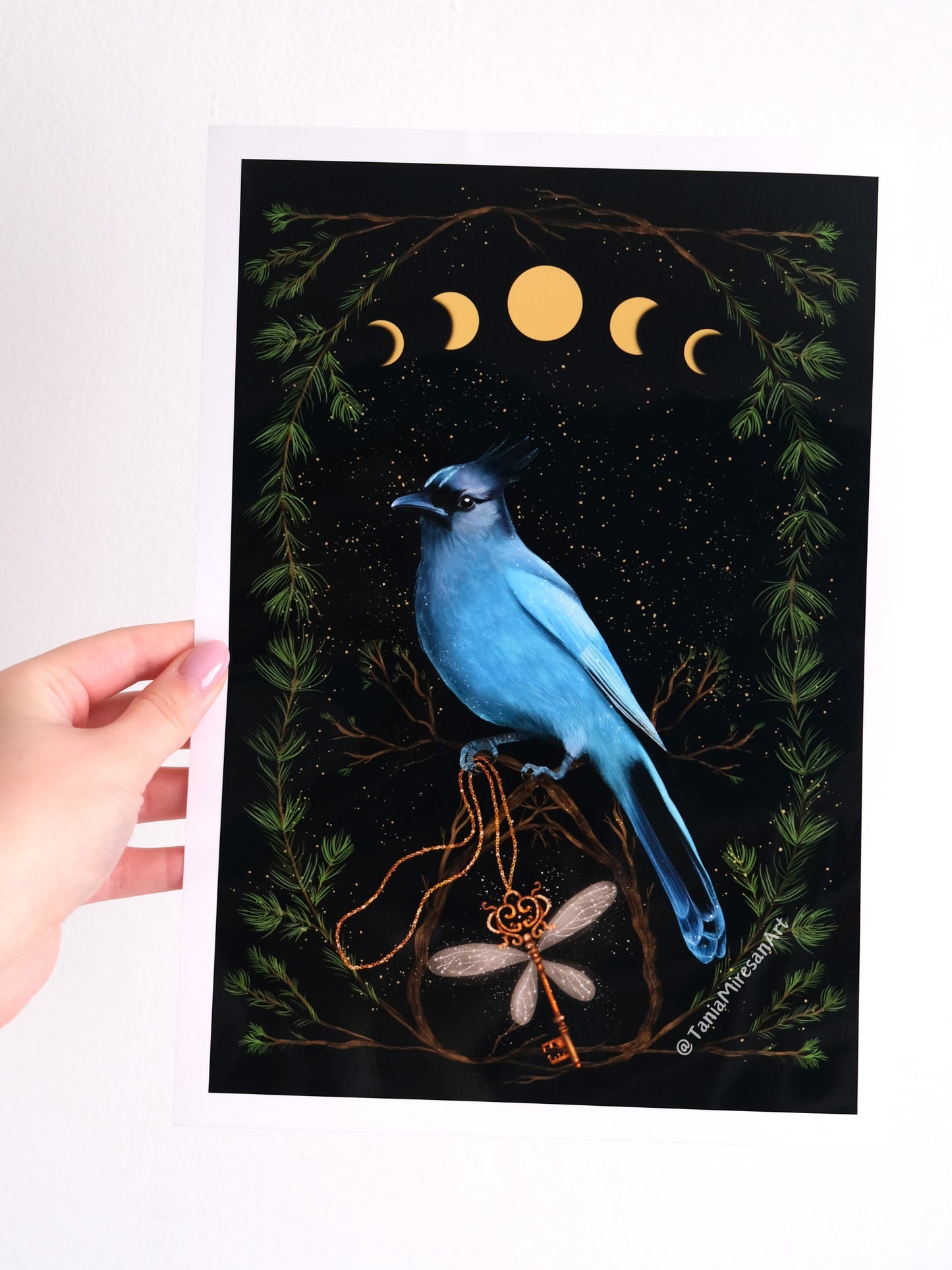 Steller's Jay Glossy Print