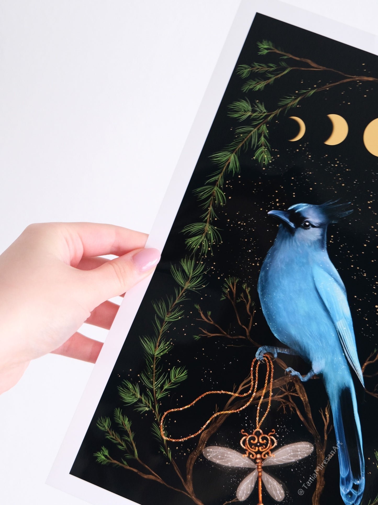 Steller's Jay Glossy Print