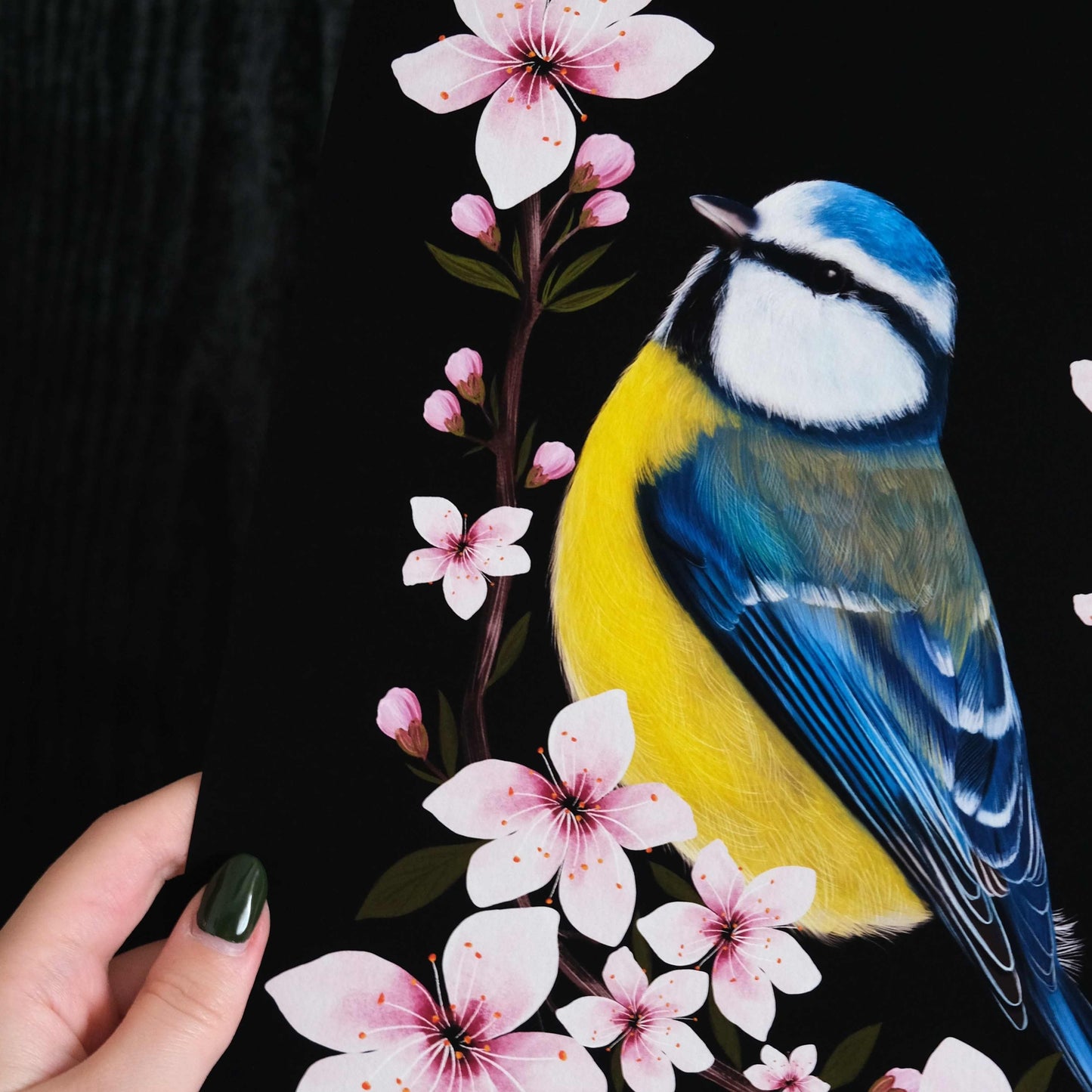 Blue Tit and Cherry Blossom Fine Art Print