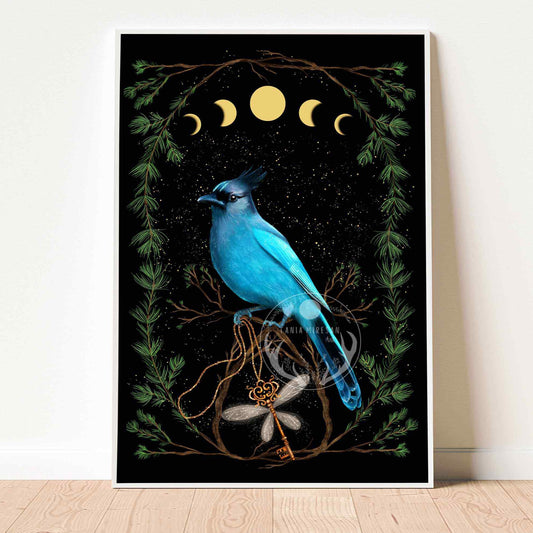 Steller Jay Fine Art Print