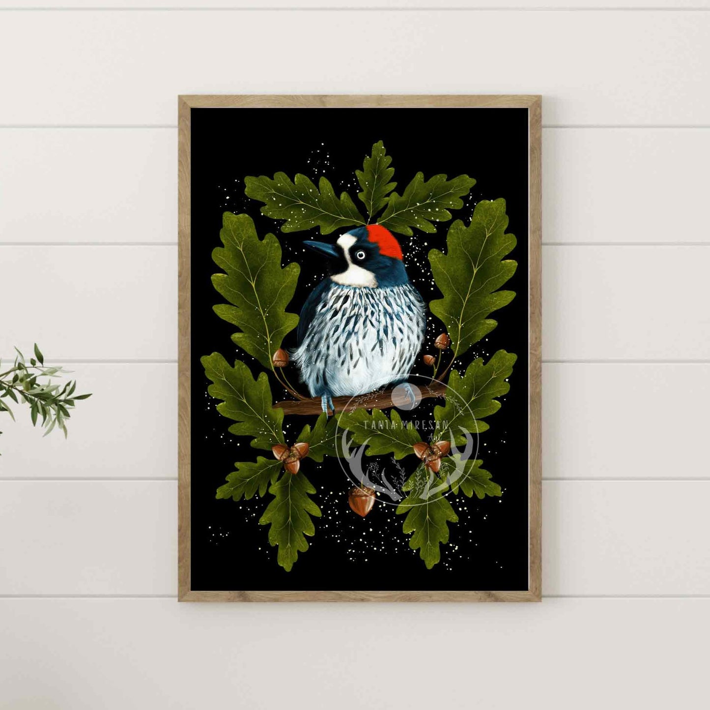 Acorn Woodpecker Fine Art Print