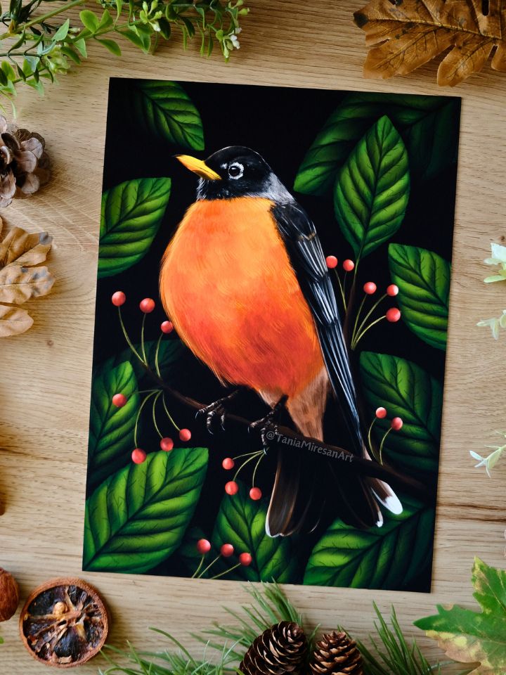 American Robin Fine Art Print