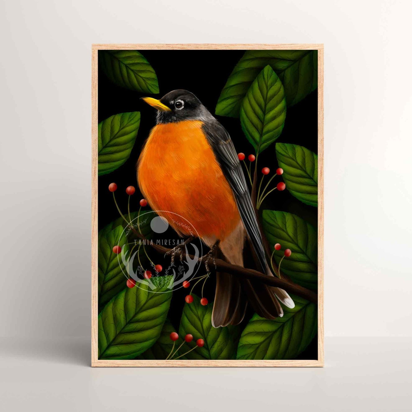 American Robin Fine Art Print