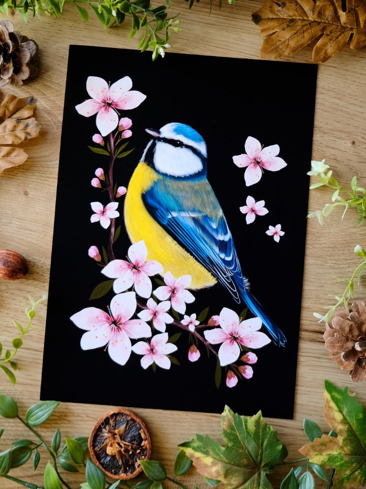 Blue Tit and Cherry Blossom Fine Art Print