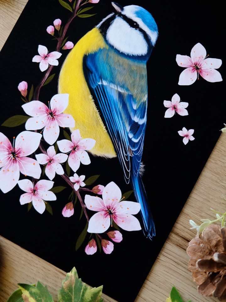 Blue Tit and Cherry Blossom Fine Art Print