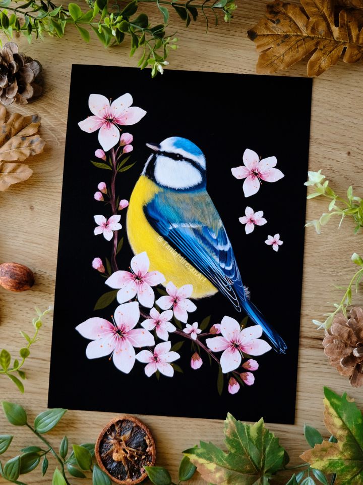 Blue Tit and Cherry Blossom Fine Art Print
