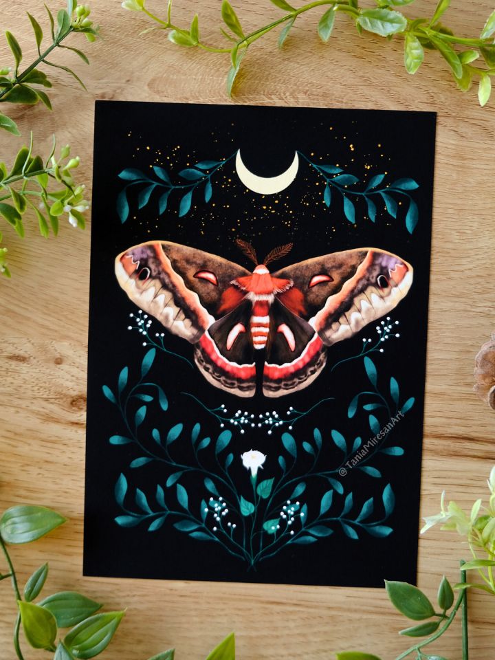 Cecropia Moth Fine Art Print