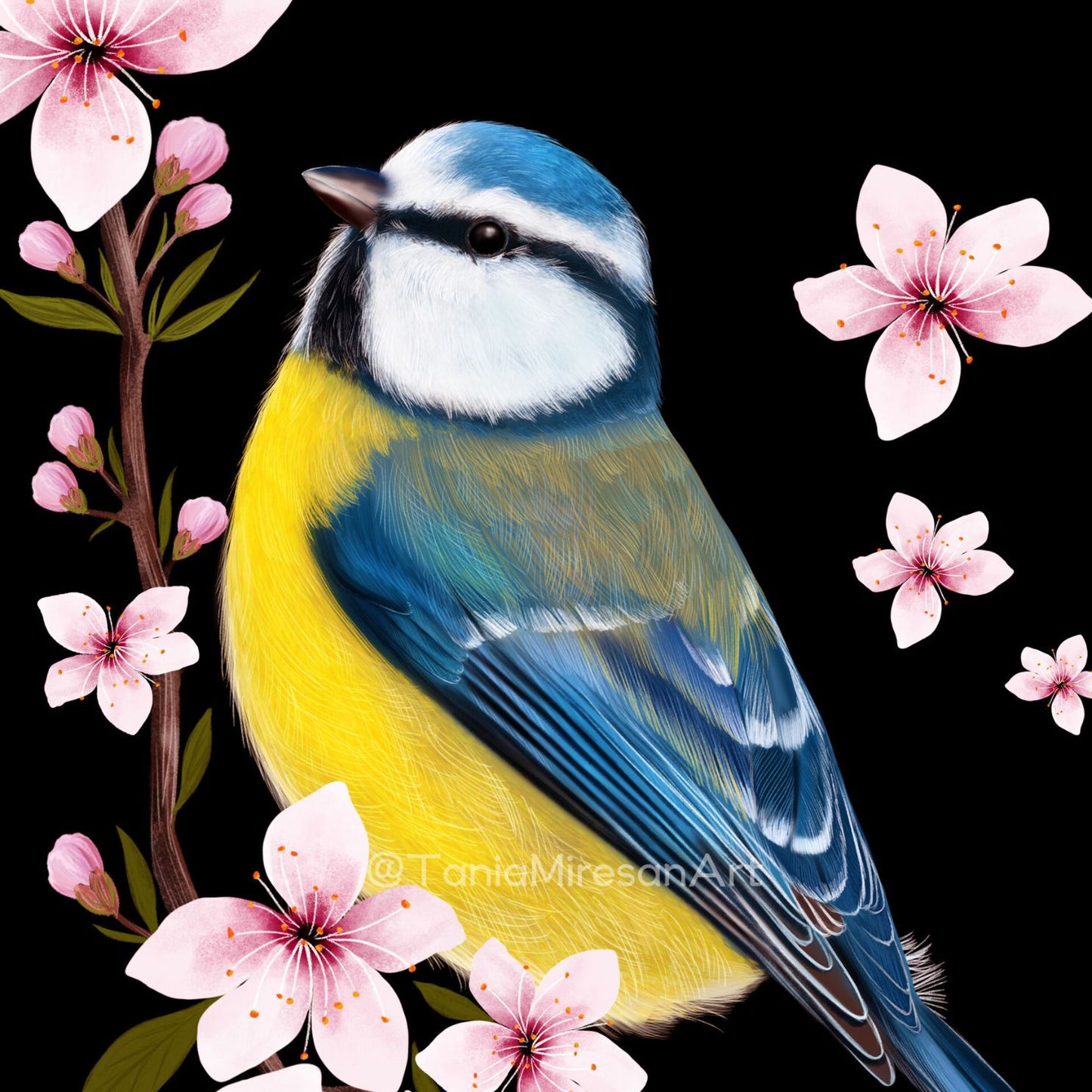 Blue Tit and Cherry Blossom Fine Art Print