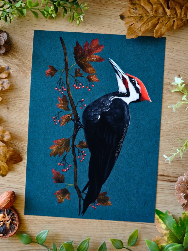 Pileated Woodpecker Fine Art Print