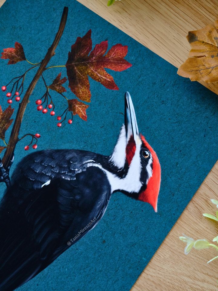 Pileated Woodpecker Fine Art Print