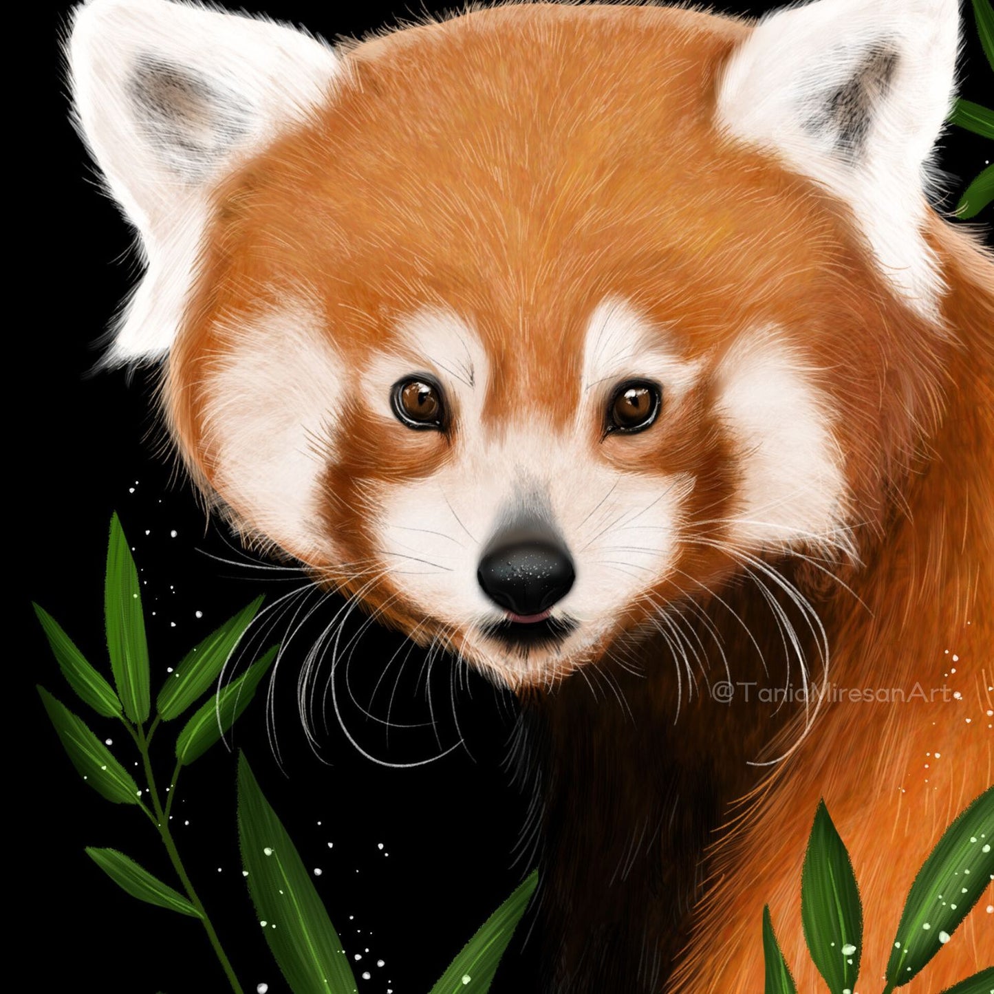 Red Panda Fine Art Print