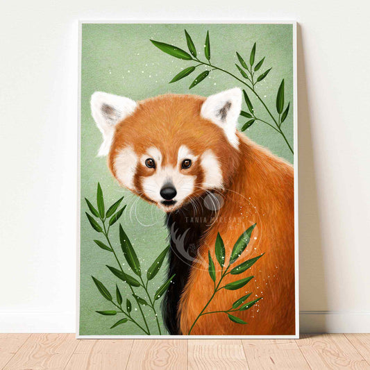 Red Panda Fine Art Print