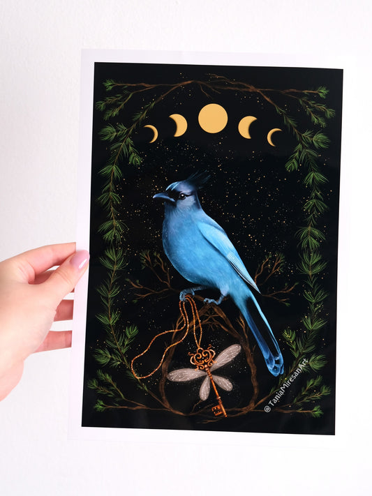 Steller's Jay Glossy Print