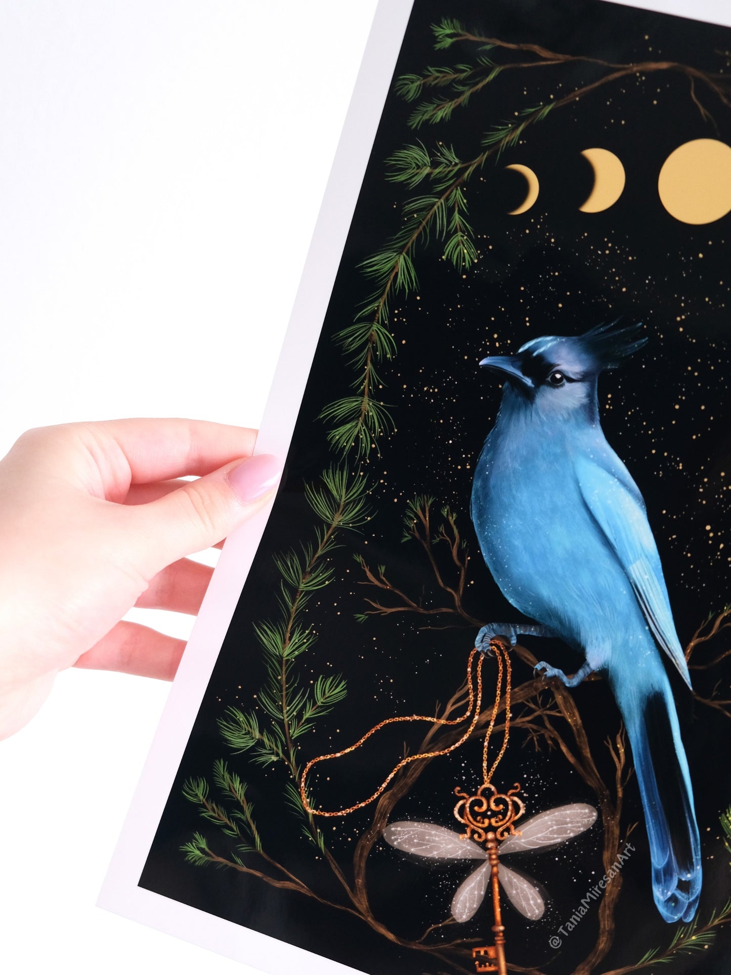 Steller's Jay Glossy Print