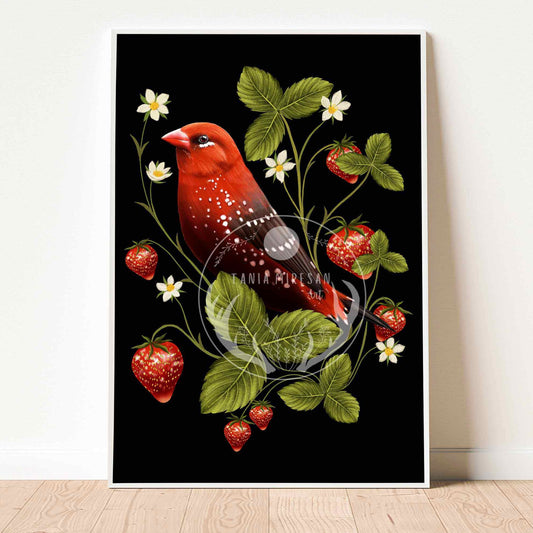 Strawberry Finch Fine Art Print